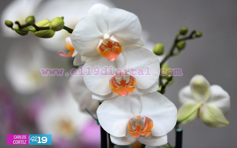 orquideas